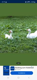 1 vrouwelijke witte gans, Dieren en Toebehoren, Pluimvee, Vrouwelijk, Gans of Zwaan