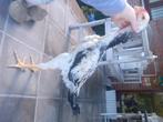 Shamo haan 4 maand, Dieren en Toebehoren