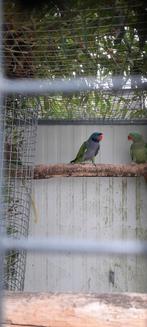 Derbyan parkieten, Meerdere dieren, Parkiet, Geringd