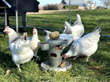 Jonge tamme sussex kippen groot soort gesekst en ingeënt, Femelle, Poule ou poulet
