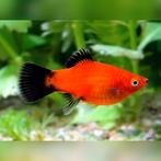 Platys