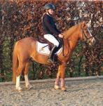Knappe pony, Dieren en Toebehoren, B, Ruin, B pony (1.17m tot 1.27m), 11 jaar of ouder
