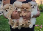 Prachtige mini pomeriaan puppy’s ( bear face ), Dieren en Toebehoren, België, Particulier, Keeshond, CDV (hondenziekte)