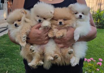 Prachtige mini pomeriaan puppy’s ( bear face ) beschikbaar voor biedingen