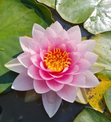 Roze waterlelies beschikbaar voor biedingen