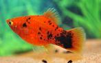 Hobbyaquarium XIPH Mac Red Spotted/platy, Dieren en Toebehoren, Vis, Zoetwatervis, Schoolvis