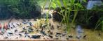 Blue Diamond garnalen, Kreeft, Krab of Garnaal, Zoetwatervis, Schoolvis