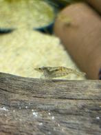 Wildkleur Garnaaltjes, Dieren en Toebehoren, Kreeft, Krab of Garnaal, Zoetwatervis