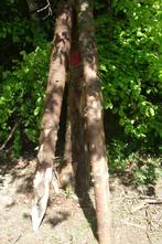 Piquet d'épicéas, Jardin & Terrasse, Enlèvement, Neuf, Bois, Autres types