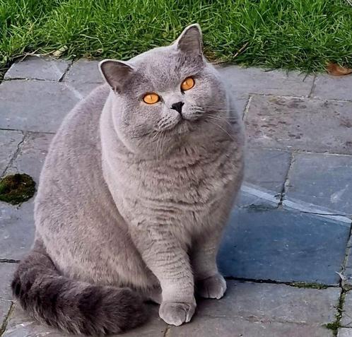 Brits korthaar dekkater uit kampioenlijnen (NIET TE KOOP), Dieren en Toebehoren, Katten en Kittens | Dekkaters, 3 tot 5 jaar