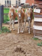 Haflinger veulentjes, Dieren en Toebehoren, Paarden, Minder dan 160 cm, Gechipt, 0 tot 2 jaar, Hengst