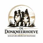 Chiots bergers américains miniatures, Plusieurs, Hépatite contagieuse (maladie de Rubarth), Belgique, Berger