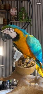 blauwgele ara jong, Dieren en Toebehoren, Geslacht onbekend, Papegaai, Geringd