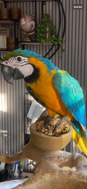 blauwgele ara jong beschikbaar voor biedingen