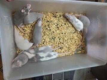 Rats, Plusieurs animaux, Rat, Domestique