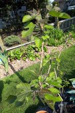 Broussonetia papyrifera PAPIERMOERBEI, Tuin en Terras, Planten | Tuinplanten, Ophalen, Vaste plant