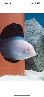 Albino moori aulonocara red Aulonocara Usisya