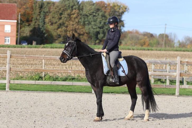 Zwarte leuke ruin, Dieren en Toebehoren, Pony's, Ruin