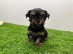 Nestje MINI Yorkshire Terrier pups, België, Reu, 8 tot 15 weken, Meerdere