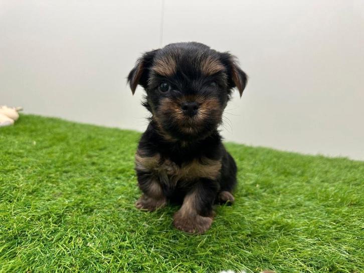 Nestje MINI Yorkshire Terrier pups, Dieren en Toebehoren, Honden | Jack Russells en Terriërs, Reu, Yorkshire Terriër, Fokker | Professioneel