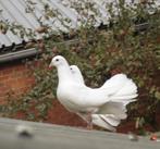 2 paires de queues de paon blanches. En Langemark, Animaux & Accessoires