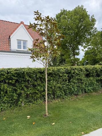 Magnolia grandiflora galissoniere x 2  beschikbaar voor biedingen