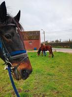 Op zoek, Dieren en Toebehoren, Paarden