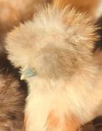 Knappe jonge usa zijdehoen haan, Dieren en Toebehoren, Pluimvee, Mannelijk, Kip