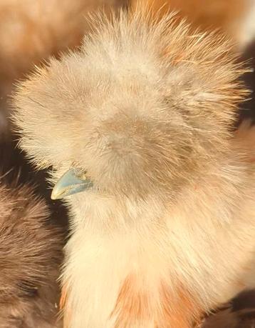 Knappe jonge usa zijdehoen haan  beschikbaar voor biedingen