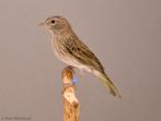 Pelzner saffraanvink, Dieren en Toebehoren, Vogels | Overige Vogels, Mannelijk, Tropenvogel, Geringd