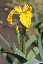 Vijverplanten gele lis, Ophalen