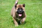 Amerikaanse Akita pups te koop - Ouders aanwezig, CDV (hondenziekte), Meerdere, 8 tot 15 weken, Meerdere dieren