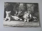 Antwerpen Zoo Leeuw en Leeuwin stempel Afrikaanse Loterij, Verzamelen, Verzenden, 1960 tot 1980, Gelopen, Natuur