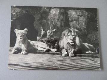 Antwerpen Zoo Leeuw en Leeuwin stempel Afrikaanse Loterij  beschikbaar voor biedingen