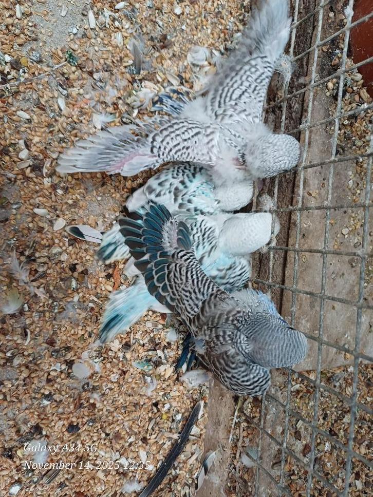 grasparkieten om verder met spuit groot te brengen, Dieren en Toebehoren, Vogels | Parkieten en Papegaaien, Parkiet, Tam