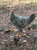 Creamlegbar haantje, Dieren en Toebehoren, Pluimvee, Mannelijk, Kip