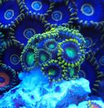 Zoanthus Radioactive Dragon Eyes koraal zeeaquarium, Animaux & Accessoires, Poissons | Poissons d'aquarium