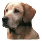 Stickers chien, Dieren en Toebehoren, Honden-accessoires, Nieuw, Ophalen