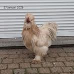 Zijdehoender, Mâle, Poule ou poulet