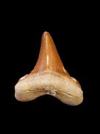 7) Fossiles de dents de requin Otodus sokolovi 5,3 cm., Enlèvement ou Envoi, Fossile