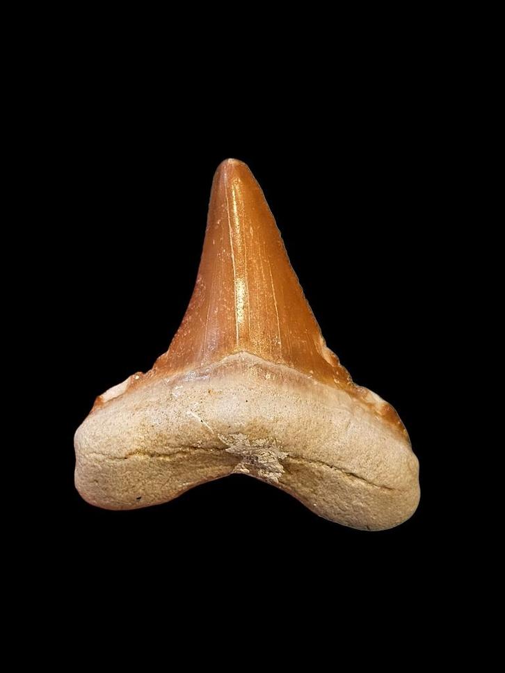 7) Fossiles de dents de requin Otodus sokolovi 5,3 cm., Collections, Minéraux & Fossiles, Fossile, Enlèvement ou Envoi