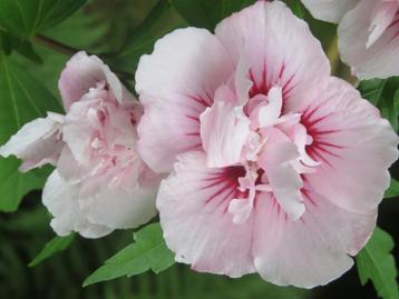 hibiscus pink chiffon