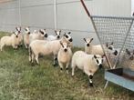 Kerry hill ram, Mouton, Mâle, 0 à 2 ans