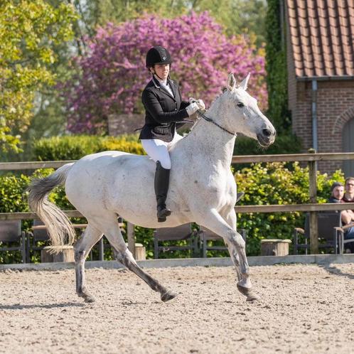 HALVE STAL, Dieren en Toebehoren, Paarden, Z