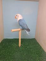 Ficheri.: blauwe opaline / dilute, Vrouwelijk, Dwergpapegaai of Agapornis, Geringd