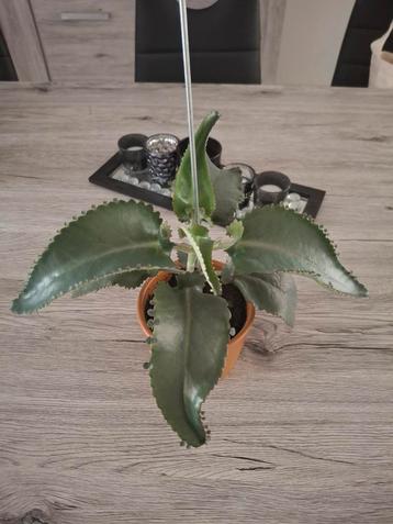 Mother of thousand te koop / te ruil beschikbaar voor biedingen