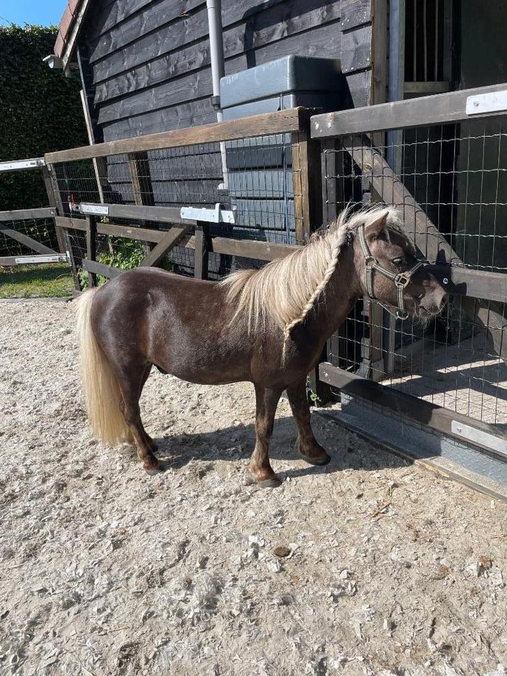 Silver D’apple Kinderpony, Dieren en Toebehoren, Pony's, Hengst, Niet van toepassing, A pony (tot 1.17m), Recreatiepony, 7 tot 10 jaar