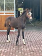 Hengsten veulen mysterious Prince r X Glocks Toto jr., Dieren en Toebehoren, 0 tot 2 jaar, Hengst, Onbeleerd, Recreatiepaard
