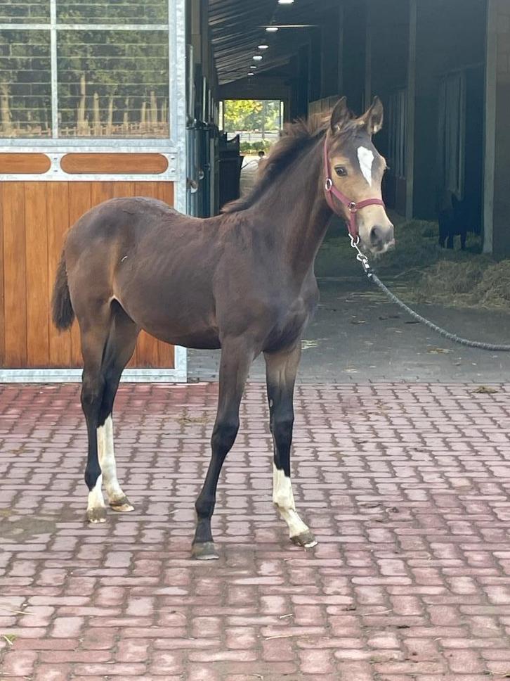 Hengsten veulen mysterious Prince r X Glocks Toto jr., Dieren en Toebehoren, Paarden, Hengst, Onbeleerd, 165 tot 170 cm, 0 tot 2 jaar