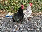 Australorp kriel haantjes zwart en splash, Dieren en Toebehoren